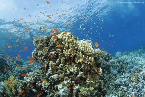 Stunning Coral Reef