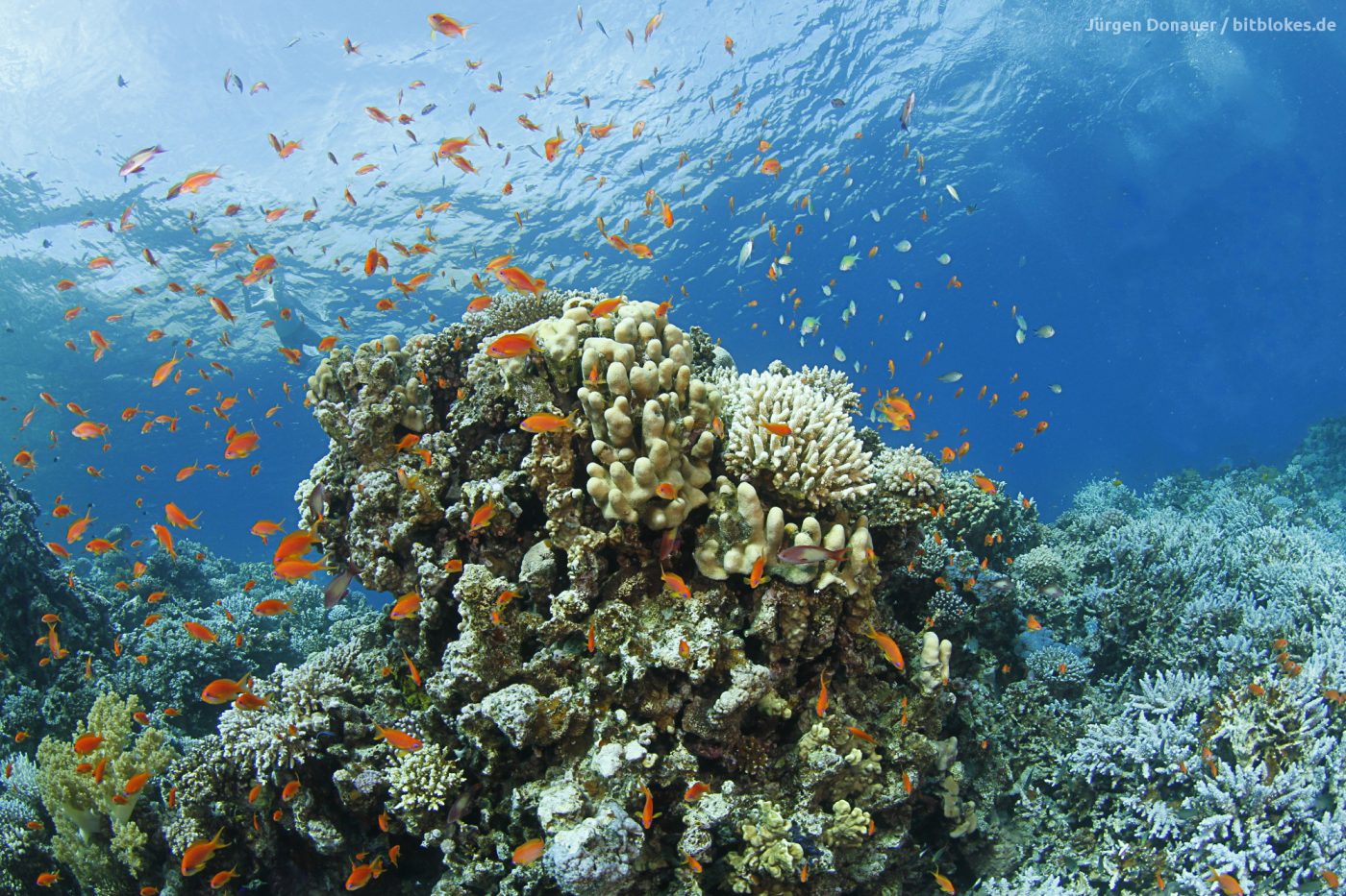 Stunning Coral Reef - Blue Beach Club - Dahab
